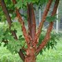 Acer griseum